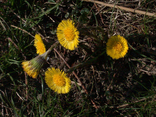 Tussilago farfara - Klein hoefblad