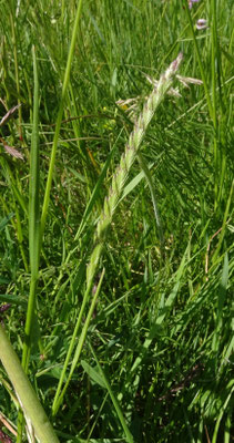 Cynosurus cristatus - Kamgras
