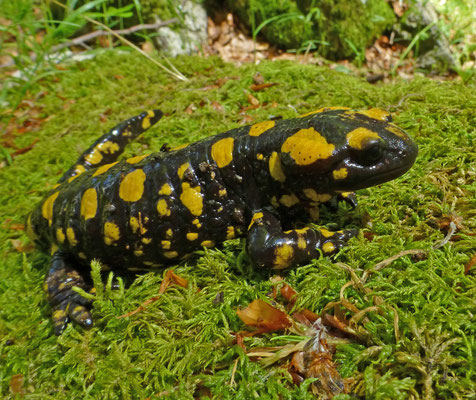 Salamandra corsica - Corsicaanse vuursalamander