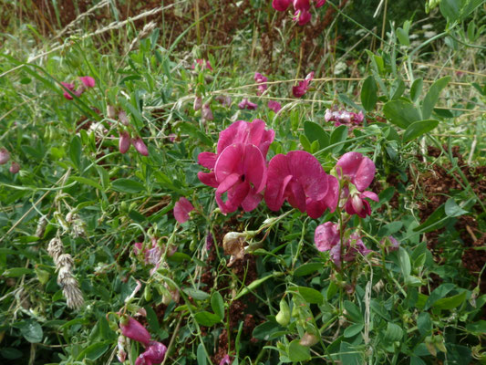 Lathyrus tuberosus - Aardaker
