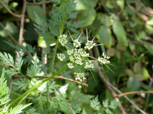 Aethusa cynapium - Hondspeterselie