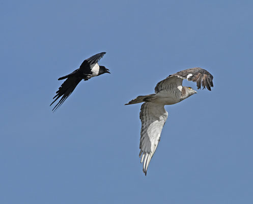 Circaetus beaudouini - Beaudouin’s Snake Eagle
