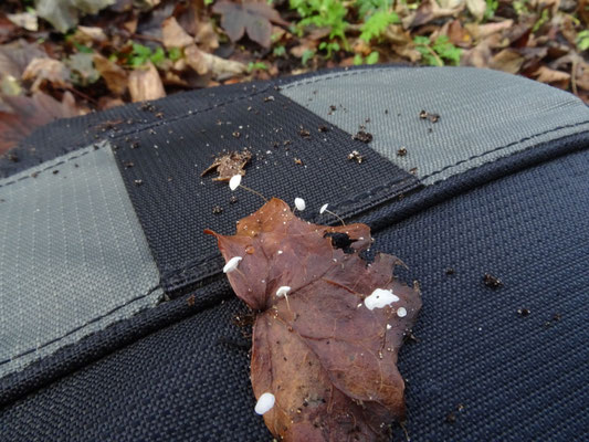 Marasmius epiphylloides - Klimoptaailing
