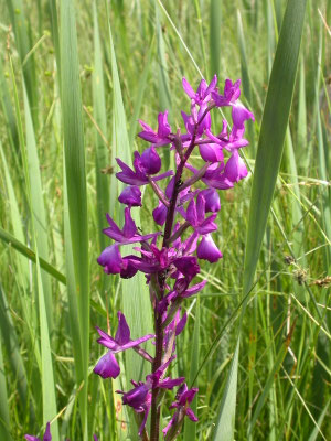 Orchis laxiflora (IJle orchis)