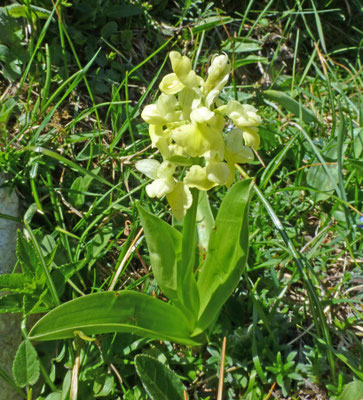 Dactylorhiza sambucina