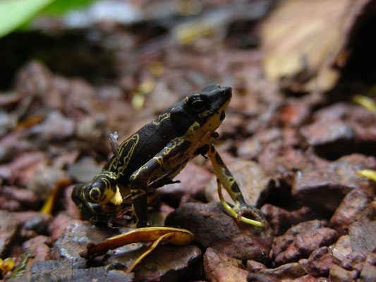 Atelopus hoogmoedi - Hoogmoed's Harlequin Toad