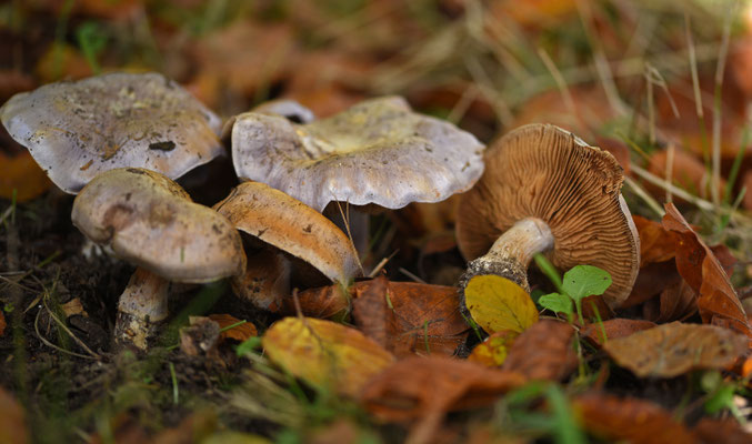 Blauwe knolgordijnzwam
