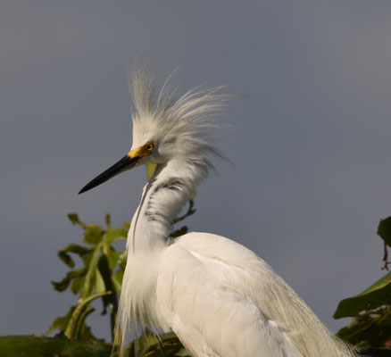 Snowy Egret