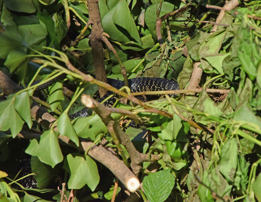 Geelgroene toornslang (Hierophis viridiflavus)