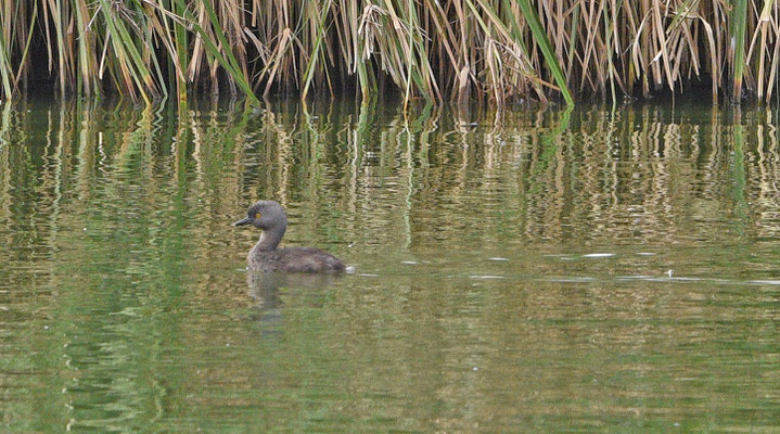 Least Grebe