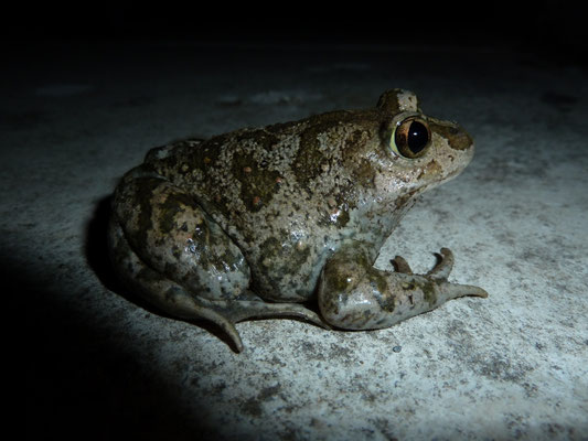 Pelobates syriacus