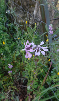 Silene colorata