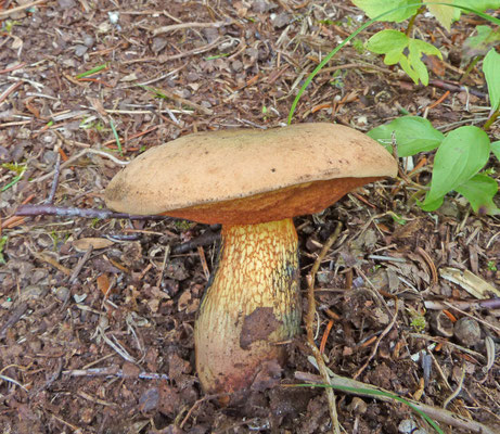 Suillellus luridus - Netstelige heksenboleet
