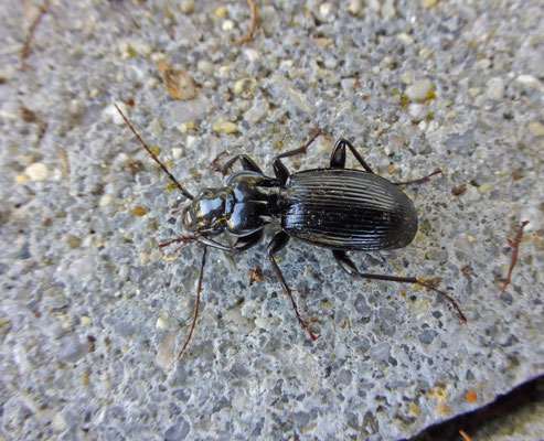 Pterostichus cristatus