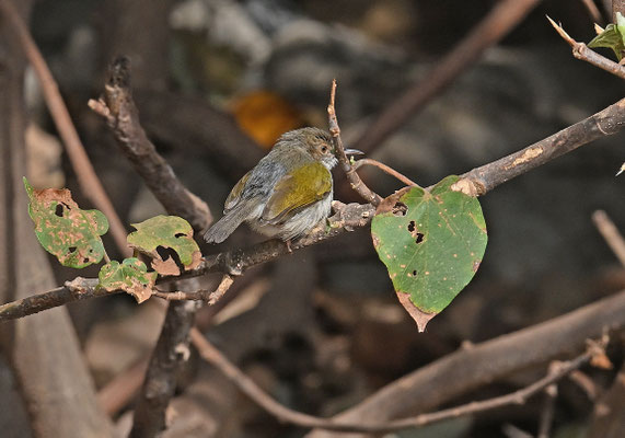 Camaroptera brevicaudata - Grey-backed Camaroptera