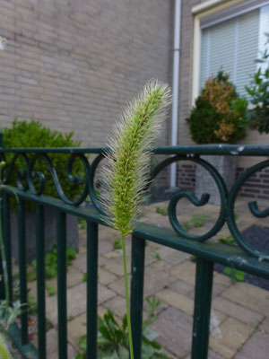 Setaria viridis - Groene naaldaar
