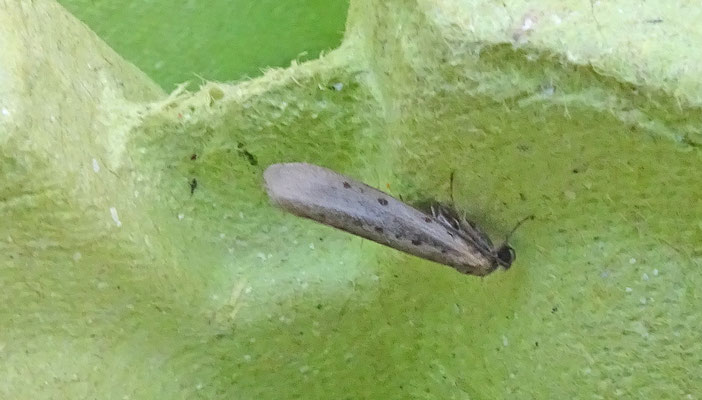 Yponomeuta sedella - Hemelsleutelstippelmot