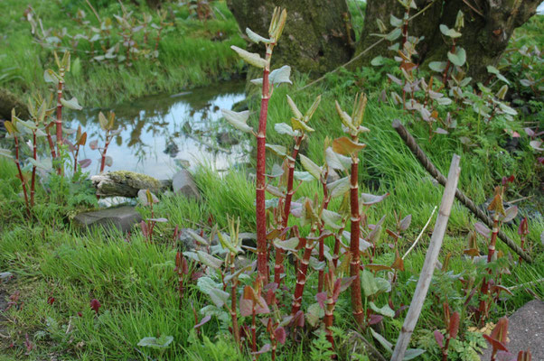 Fallopia japonica - Japanse duizendknoop