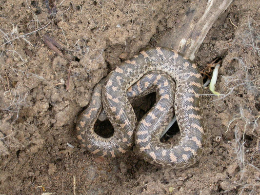 Zandboa