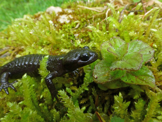 Salamandra salamandra bernardezi