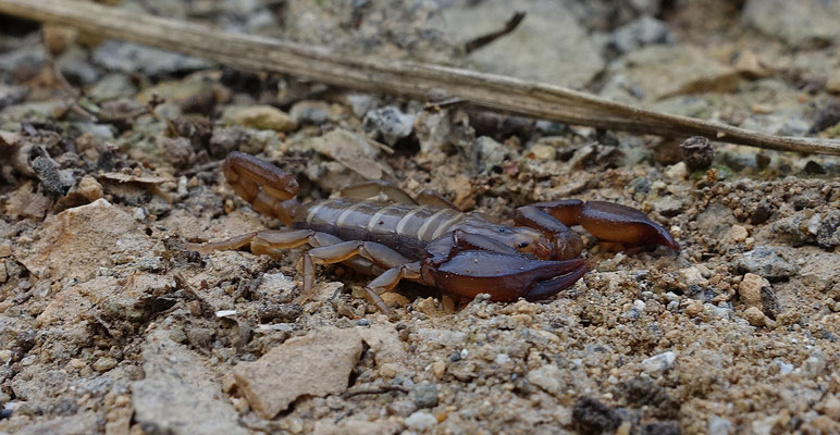 Euscorpius popovi