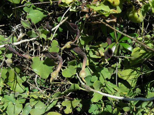 Aristolochia baetica