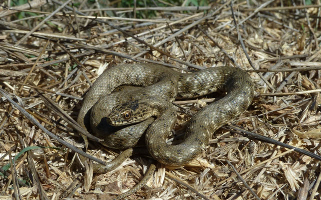 Natrix tesselata