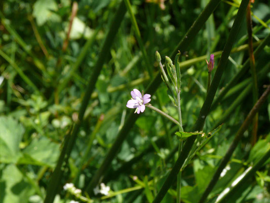 Epilobium palustre - Moerasbasterdwederik