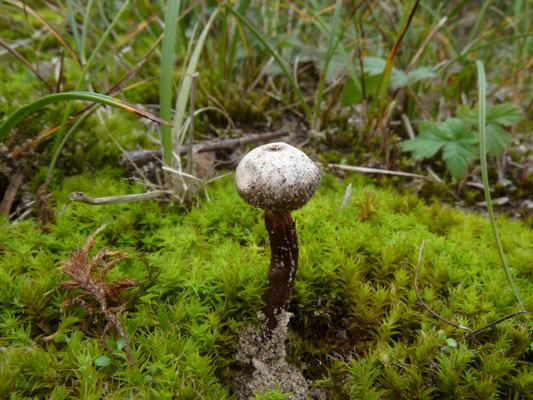 Tulostoma melanocyclum - Donkerstelige stuifbal
