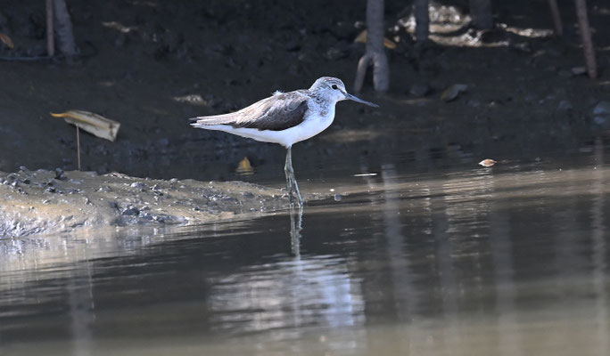 Tringa nebularia - Common Greenshank