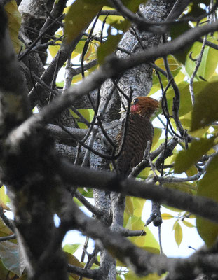 Waved Woodpecker