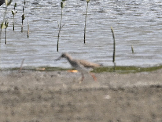 Tringa totanus - Common Redshank