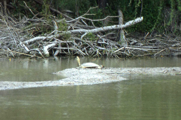 Spiny Softshell