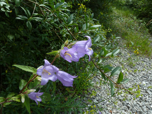 Campanula barbata - Harig klokje