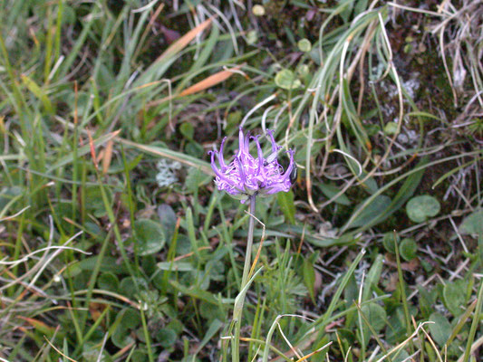 Phyteuma hemisphaericum