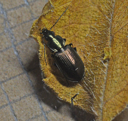 Grassnelloper