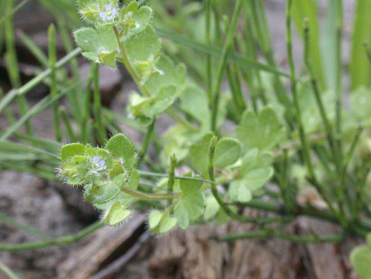 Veronica hederifolia hederifolia - Akker-klimopereprijs