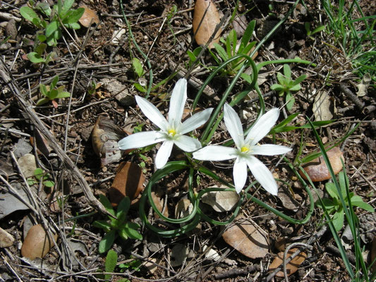 Ornithogalum exscapum