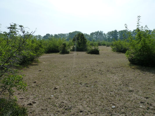 Piniosdelta