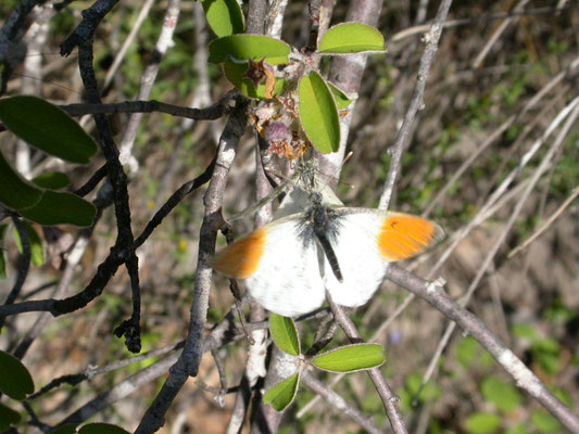 oranjetipje (Antocharis cardamines), man