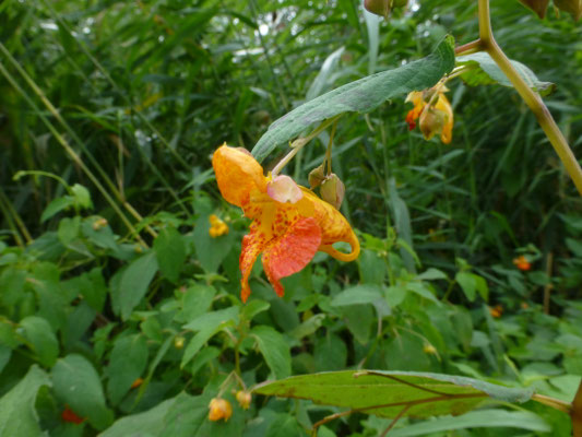 Impatiens capensis - Oranje springzaad