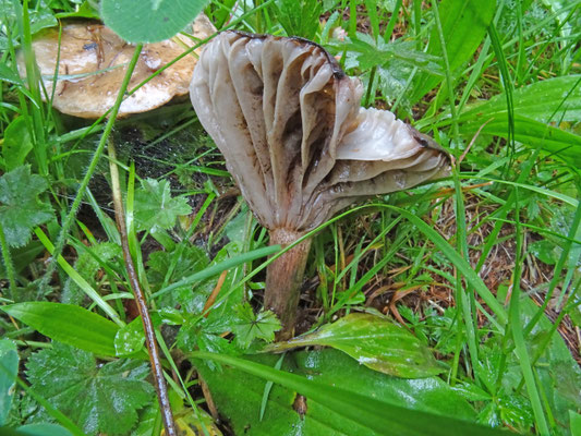 Gomphidius maculatus - Lariksspijkerzwam (Tirol)