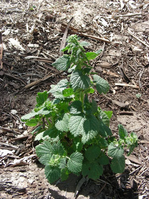 Urtica membranacea - Zuidelijke brandnetel