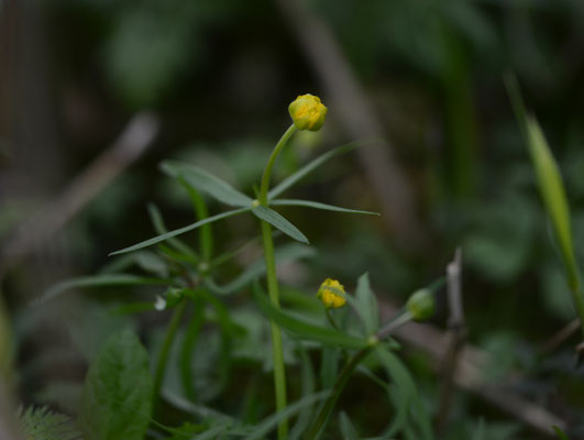 Gulden boterbloem