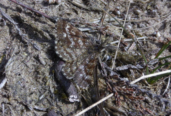 Heidespanner (Ematurga atomaria)