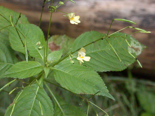 Impatiens parviflora - Klein springzaad