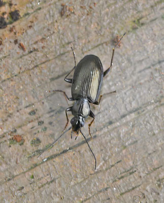 Agonum micans - Riviersnelloper