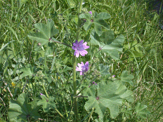 Malva sylvestris - Groot kaasjeskruid