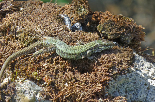 Podarcis liolepis?
