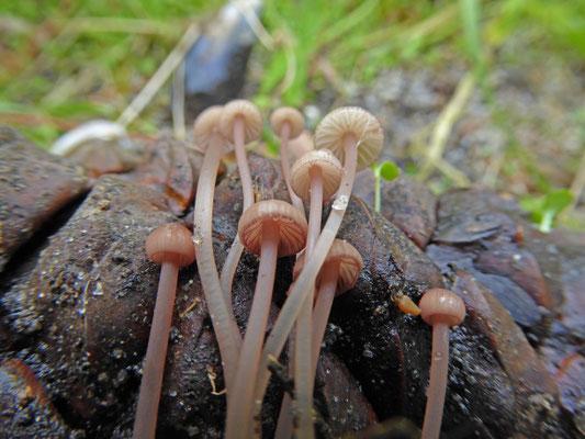 Mycena seynesii - Zeedenmycena